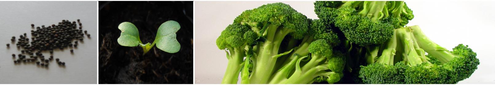 From Seed to Harvest: Witness the Broccoli Growth Journey with Royal Seed - Starting from Seedling to Fresh Produce