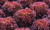 Claragio F1 Lettuce Variety from Royal Seed