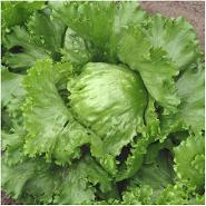 Great Lakes Lettuce Variety from Royal Seed