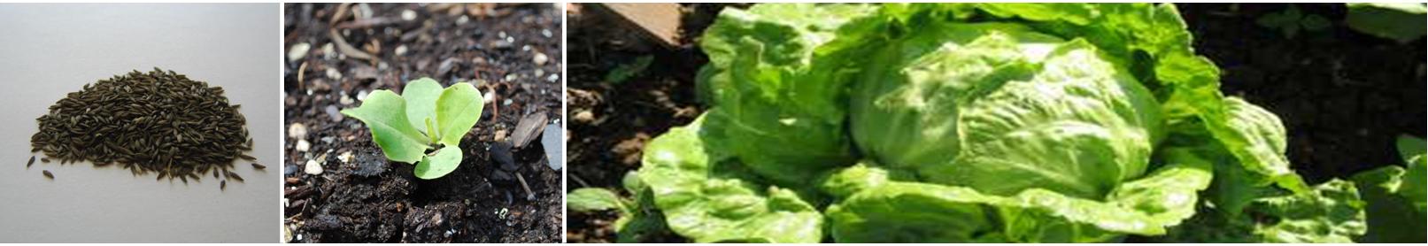 Lettuce Banner from Royal Seed