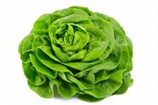 Meteore F1 Lettuce Variety from Royal Seed