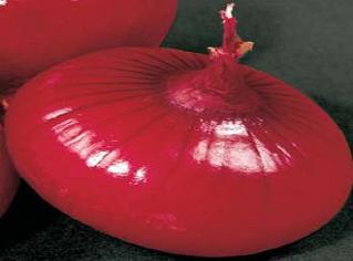 Red Pinoy Onion variety from Royal Seed