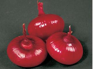 Red Creole Onion variety from Royal Seed