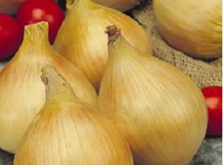 texas Grano Onion variety from Royal Seed