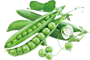 Italian wonder- garden pea Variety from Royal Seed