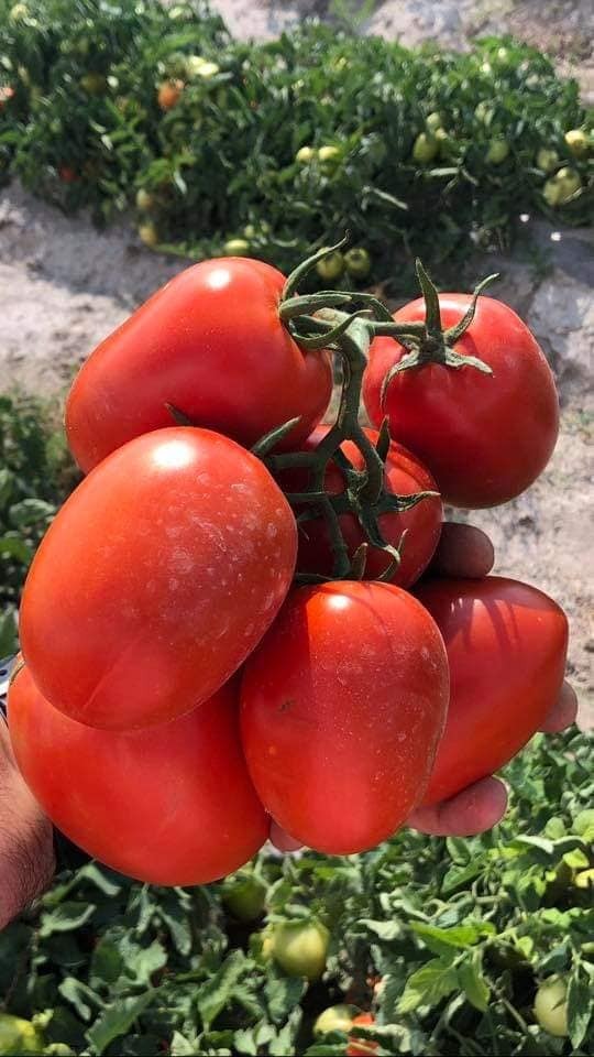 Rambo F1 Tomato tomato variety from Royal Seed