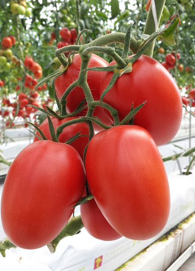 Royal 702 F1 Tomato: A Semi-Determinate Hybrid with Exceptional Characteristics | 75 Days to Maturity, 130-180g Fruits, High Yield Potential, Ideal for Hot Weather