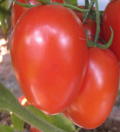 Terminator F1 Tomato tomato variety from Royal Seed