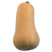 Atlas F1 Butternut Variety from Royal Seed