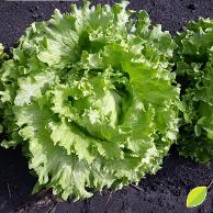 Maruli Lettuce Variety from Royal Seed
