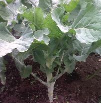 Kale 1000 headed from Kenya Highland Seed