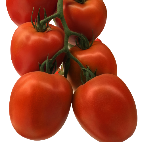 Hybrid Royal 703 F1 Tomato from Royal Seed: A Semi-Determinate Saladette Variety with Exceptional Characteristic