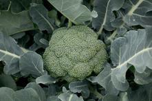 Green Pia broccoli seeds from Royal Seed, a vigorous, dark green, dome-shaped broccoli variety with a maturity date of 60 days from transplanting, a head weight of 400-600 grams, and a yield potential of 6-9 tonnes per acre. Resistant to hollow core and cat eye.
