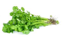 Coriander  Herb Variety from Royal Seed
