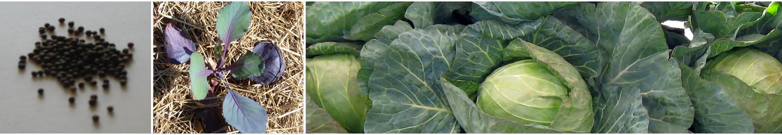 Cabbage Growth Explored: Seedling to Full Grown with Royal Seed's Collection