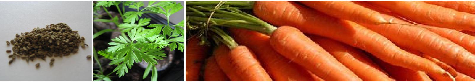 Carrot Growth Decoded: Royal Seed's Varieties Showcasing Seedling to Root