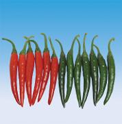 Daiya 619 F1 Hot pepper from Royal Seed