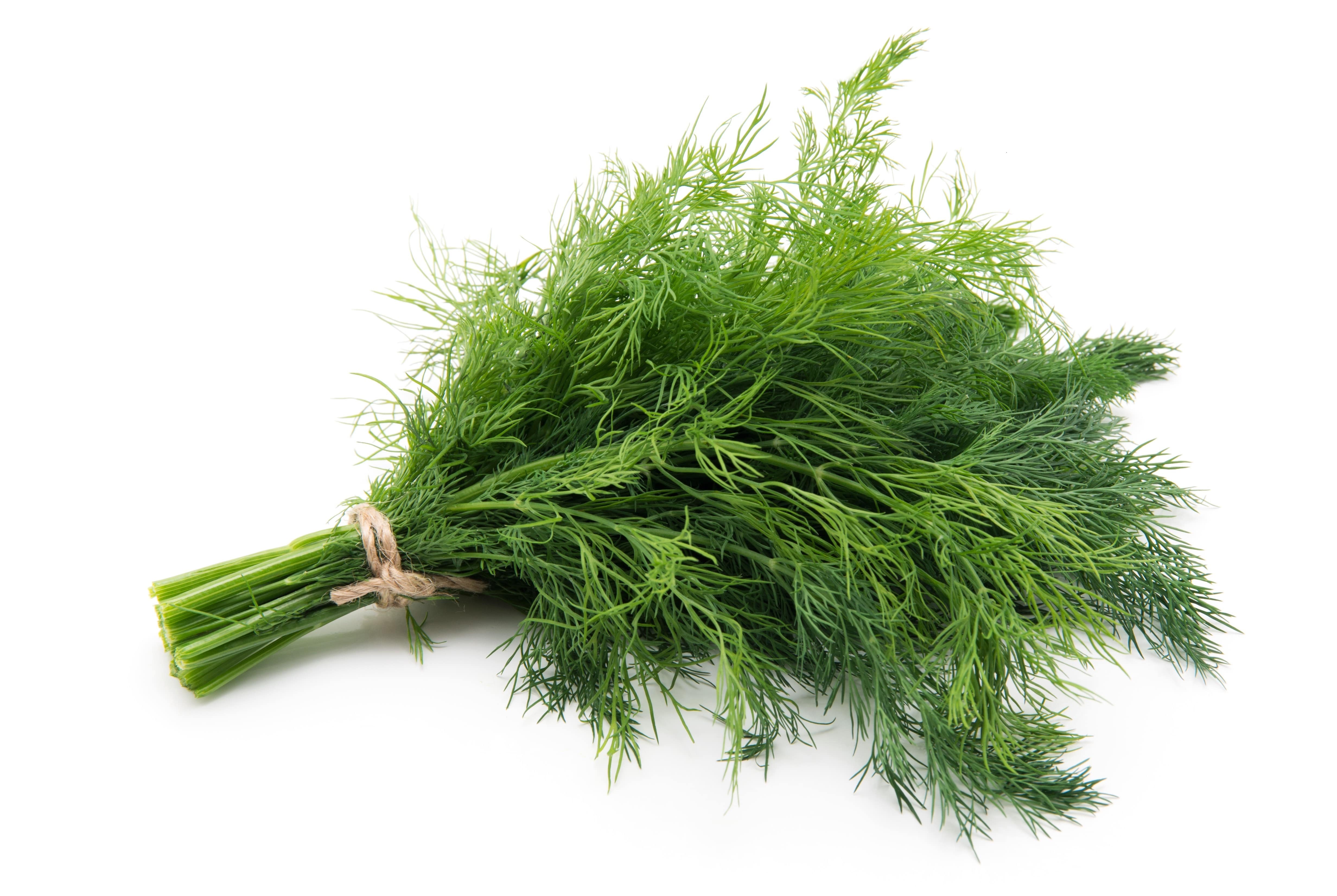 Dill Dukat  Herb Variety from Royal Seed