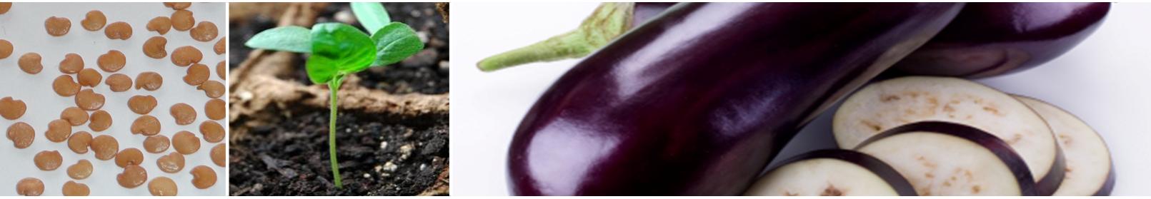 Banner showcasing eggplant seeds, healthy seedlings, and bountiful eggplant produce