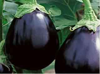 Royal Seed Black Beauty Eggplant