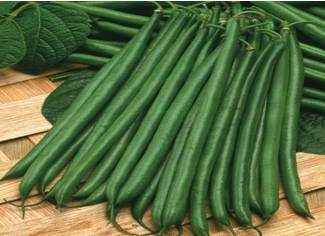 BOSTON French bean from Royal Seed.   A fine bean well suited to warmer climatic conditions