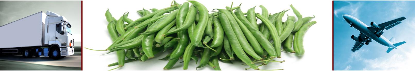 Frech Beans varieties from Royal seed suitable for export market