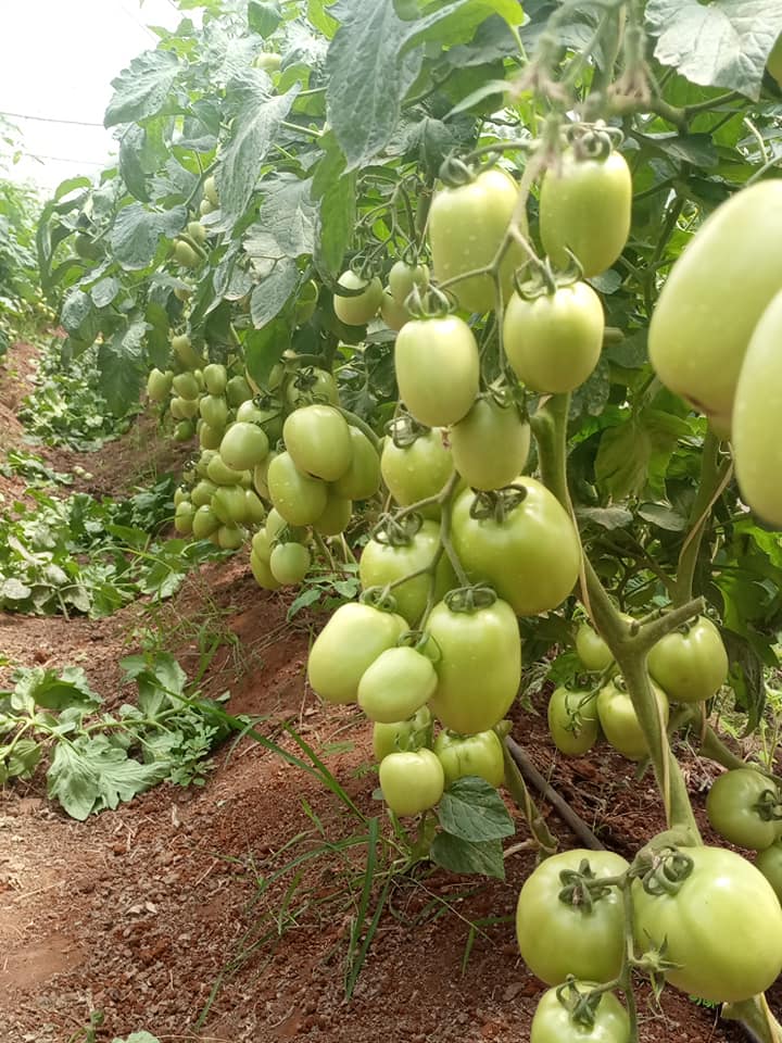 Tomato GEM F1 from Kenya Highland Seed