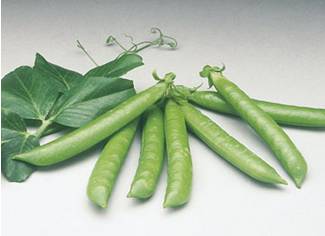 Somerwood pea seeds from Royal Seed, a variety with excellent stress tolerance and large pods. Pods are 10 cm long and have 9 seeds per pod. Pods are straight and medium green. First flowering occurs at the 14th node. Intermediate tolerance to Powdery Mildew.
