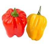 Habanero Red& Yellow F1 Hot pepper from Royal Seed