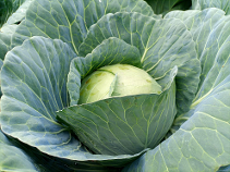 Jabali F1 cabbage variety from Royal Seed 