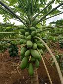 Lal Pari F1 papaya variety