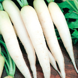 Long White Raddish Variety from Royal Seed