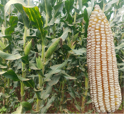 Maize RS 5101 Maize  Variety from Royal Seed