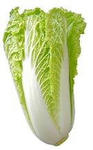 Chinese cabbage Michihili cabbage variety from Royal Seed 