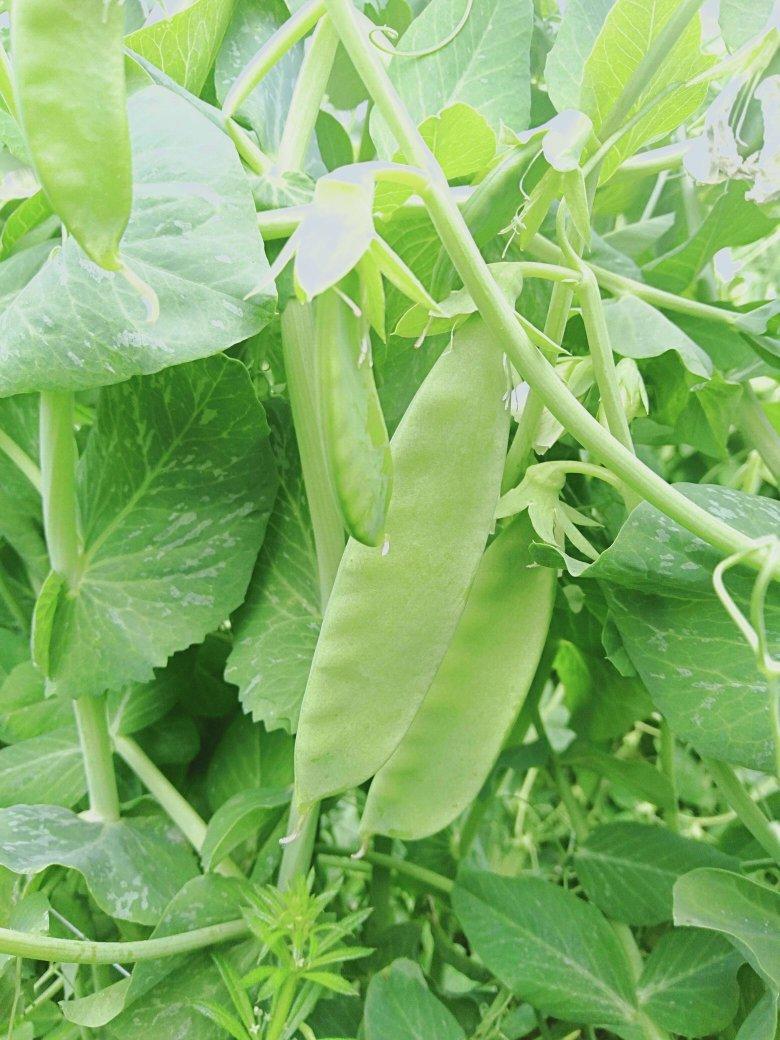 Cascadia snap pea seeds from Royal Seed, a standard leaf snap pea variety with exemplary performance with adequate water. Pods are 8 cm long and straight, with dark green color. First flowering occurs at the 16th node. Uniform attractive dark green pods