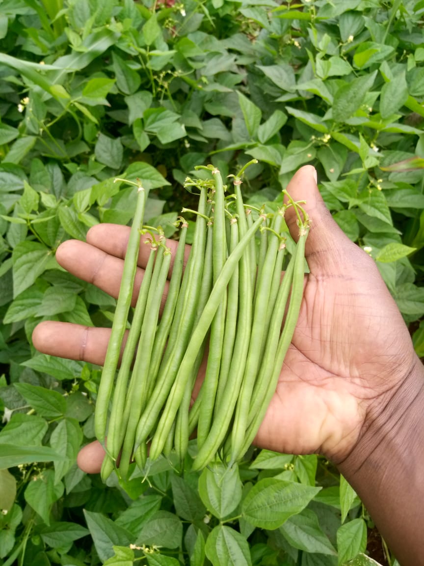 MOONSTONE French Bean from Royal Seed.  An extra fine/fine bean with excellent plant habit and pod uniformity