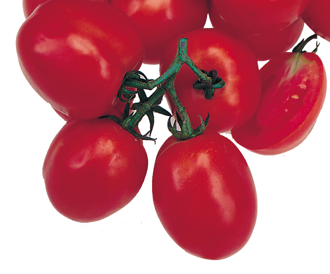 OXLY Tomato