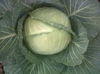 Pretorial F1 cabbage variety from Royal Seed 
