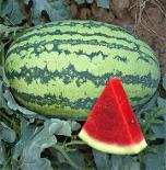Andaman 636 F1 Water Melon