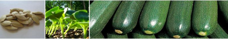 Squash Lifecycle Demystified: Seed to Mature Fruit with Royal Seed