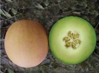 Sweet Melon Galia F1 from Kenya Highland Seeds