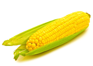 Sweet Corn Hybrix Corn Variety from Royal Seed