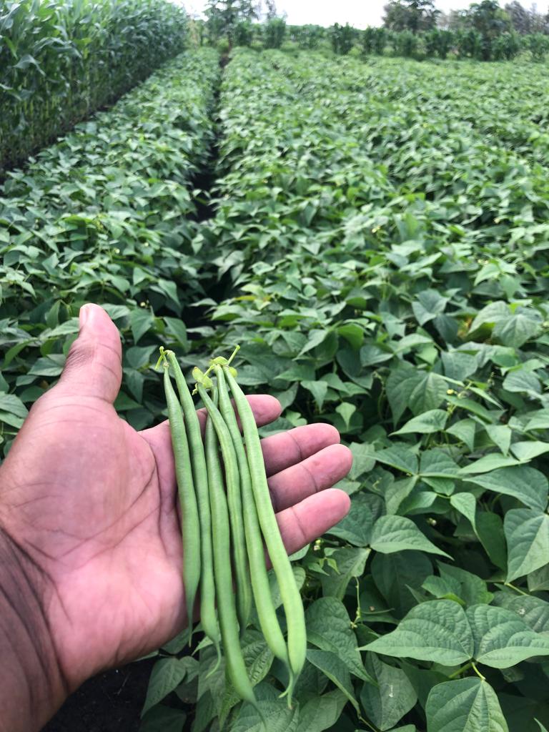 Turaco French Bean from Royal Seed - An extra fine / fine bean with vigorous growth well suited to heavy soils 