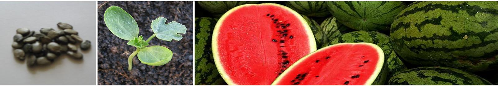 Watermelon Seed to Fruit Transformation: From Tiny Seed to Juicy Delight