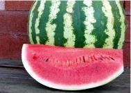 Crimson Sweet Watermelon Variety from Royal Seed
