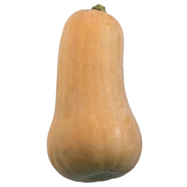 Atlas F1 butternut variety from Royal Seed