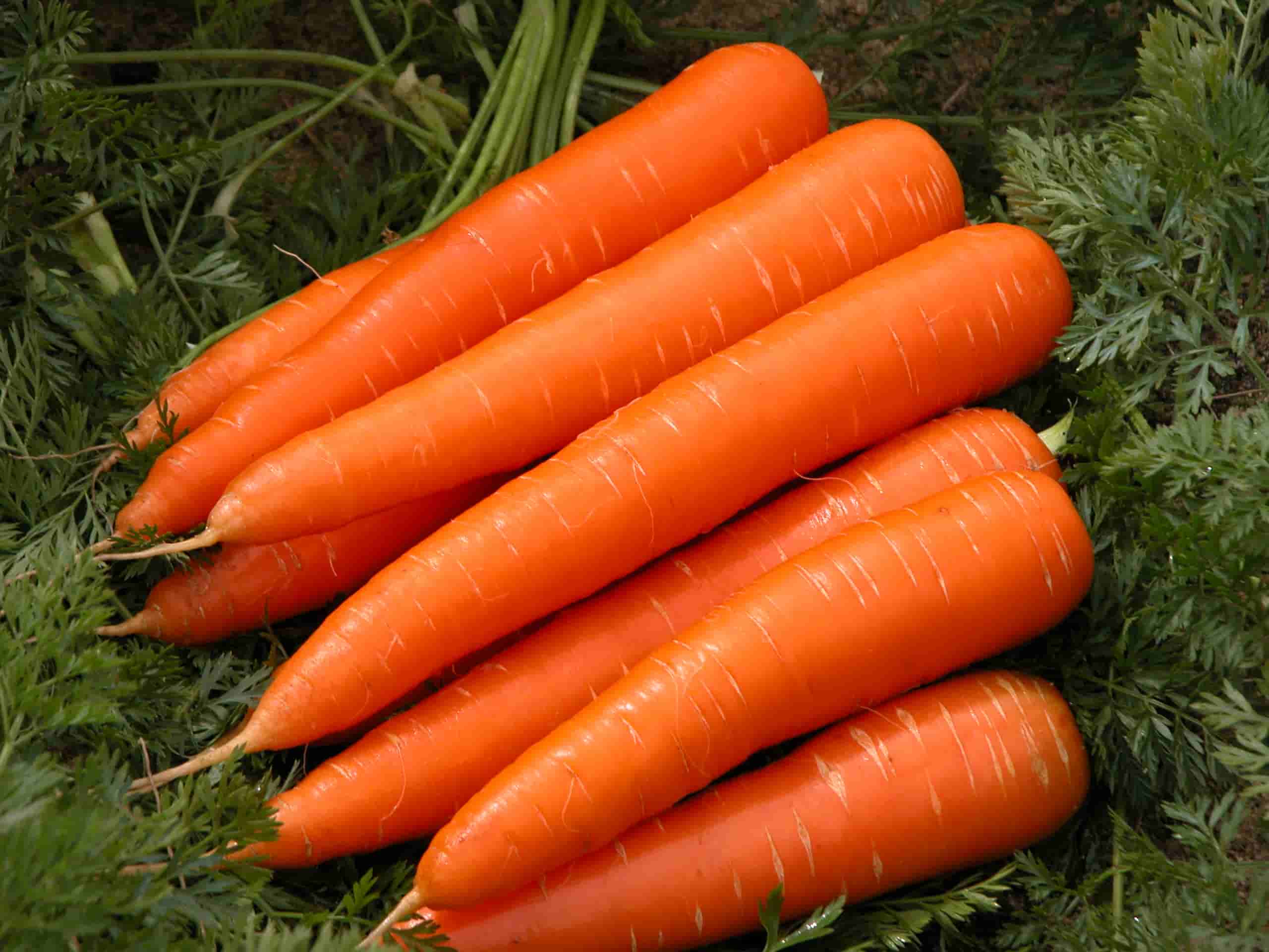 Carrot Nantes seeds from Royal Seed, a long straight tasty ware carrot with deep orange color and high vitamin content. Maturity is 110 days from planting, length is 17-20cms plus, yield potential is 17 tonnes per acre. Cylindrical and straight with a rounded tip. Partial tolerance to Powdery Mildew