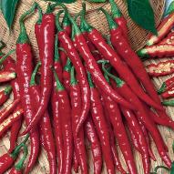 Long Cayenne Hot pepper from Royal Seed