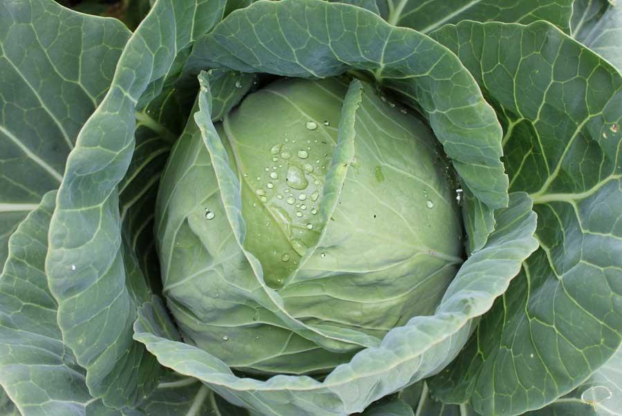 Copenhagen cabbage variety from Royal Seed 
