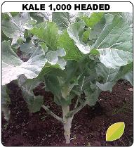 Kale 1000 headed from Kenya Highland Seed